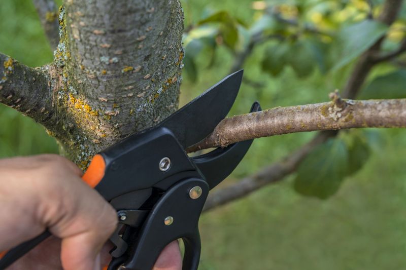 Elm Tree Removal in Allentown, PA
