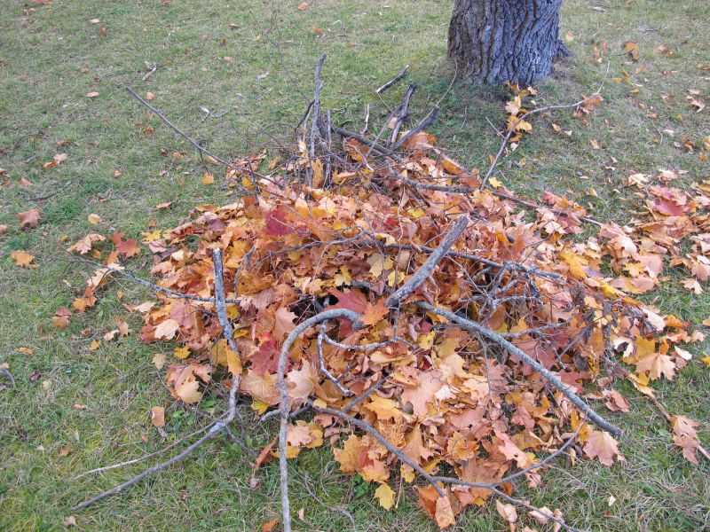 Autumn Thinning Activity