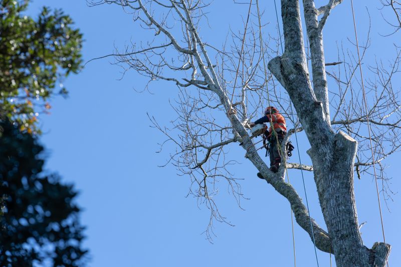 Tree Canopy Thinning in Action