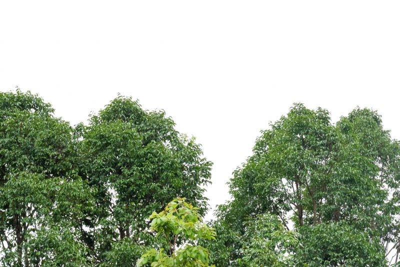 Healthy Forest Post-Thinning