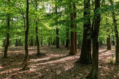 Thinned Forest Aesthetics