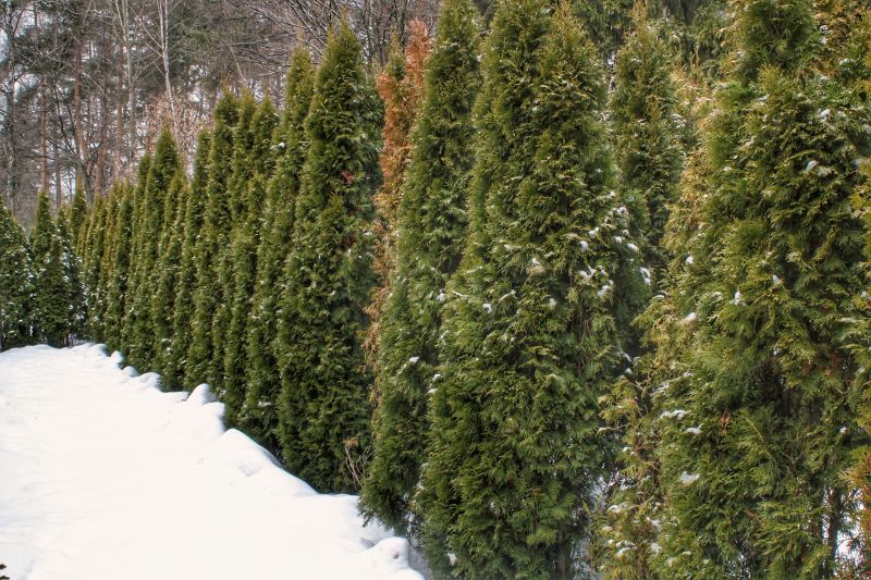 Tree Canopy Thinning in Winter