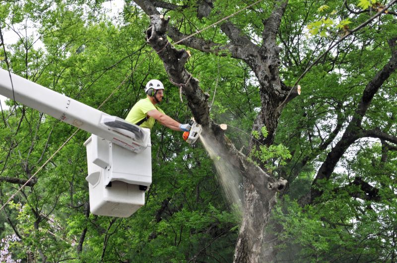 Tree Limbs Removal