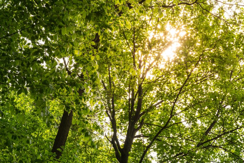 Improved Airflow & Sunlight