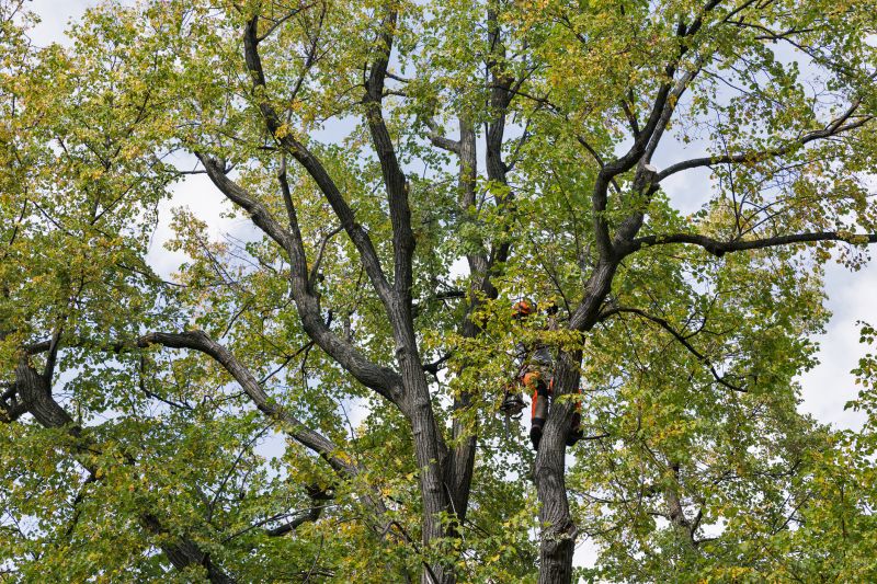 Tree Trimming