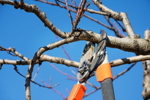 Grow your Tree Canopy Thinning business