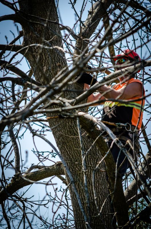Enhanced Tree Health